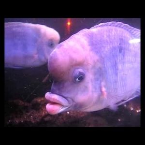 Meet your Posher, Mae